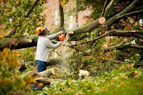 tree services brentwood tn