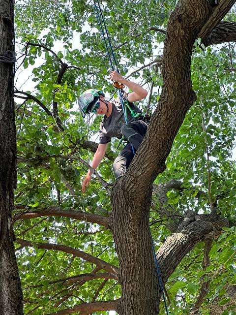 tree removal service brentwood tn