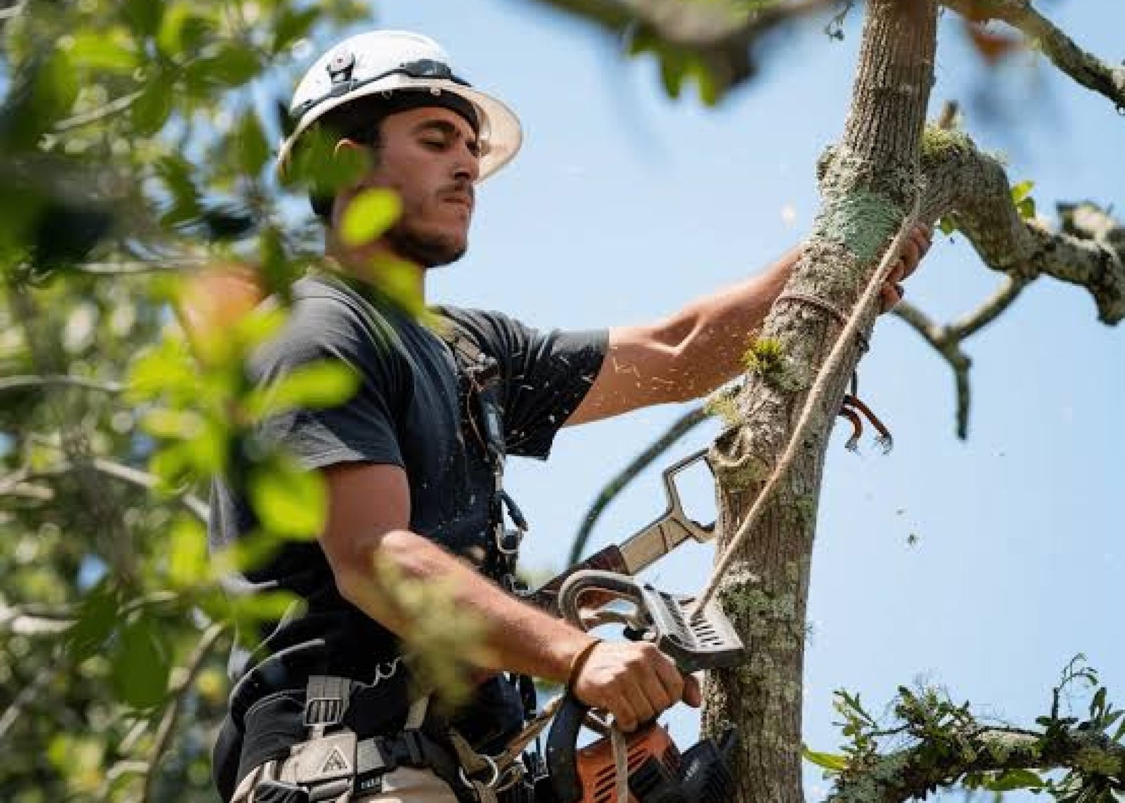 Professional tree removal service in Brentwood, TN
